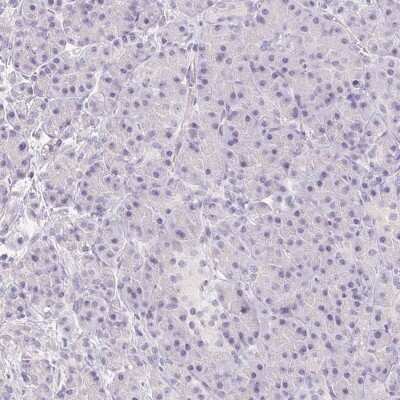 Immunohistochemistry-Paraffin: MIOX Antibody [NBP2-31975] - Staining of human pancreas shows low expression as expected.