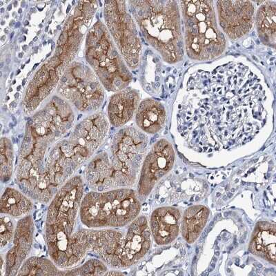 Immunohistochemistry-Paraffin: MIOX Antibody [NBP2-31976] - Staining of human kidney shows high expression.
