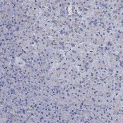 Immunohistochemistry-Paraffin: MIOX Antibody [NBP2-31976] - Staining of human pancreas shows low expression as expected.