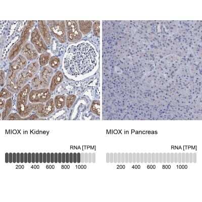 <b>Orthogonal Strategies Validation. </b>Immunohistochemistry-Paraffin: MIOX Antibody [NBP2-31976] - Staining in human kidney and pancreas tissues using anti-MIOX antibody. Corresponding MIOX RNA-seq data are presented for the same tissues.