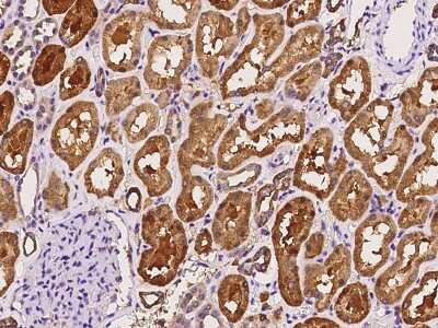 Immunohistochemistry-Paraffin: MIOX Antibody [NBP2-98517] - Immunochemical staining of human MIOX in human kidney with rabbit polyclonal antibody at 1:100 dilution, formalin-fixed paraffin embedded sections.