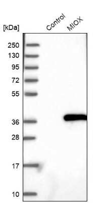 Western Blot MIOX Antibody - BSA Free