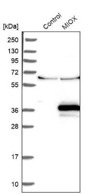 Western Blot MIOX Antibody - BSA Free