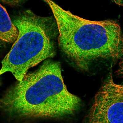 Immunocytochemistry/Immunofluorescence: MIPOL1 Antibody [NBP2-55615] - Staining of human cell line U-2 OS shows localization to cytosol.