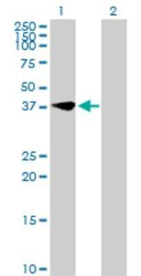 Western Blot: MIR16 Antibody [H00051573-B01P] - Analysis of GDE1 expression in transfected 293T cell line by GDE1 polyclonal antibody.  Lane 1: MIR16 transfected lysate(36.41 KDa). Lane 2: Non-transfected lysate.