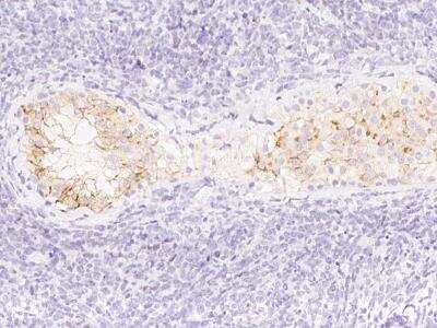 Immunohistochemistry-Paraffin: MIS/AMH Antibody (14) [NBP3-11761] - Immunochemical staining of human AMH in human testis with mouse monoclonal antibody at 1:30 dilution, formalin-fixed paraffin embedded sections.