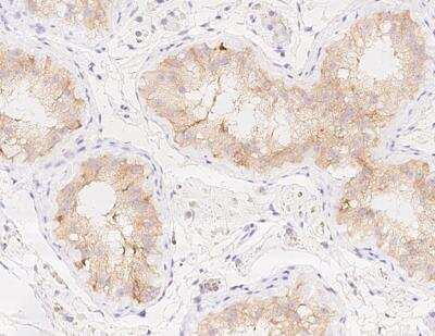 Immunohistochemistry-Paraffin: MIS/AMH Antibody (501) [NBP3-11760] - Staining of human AMH in human testis with rabbit monoclonal antibody at 1:100 dilution.