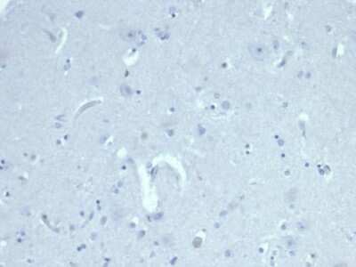 Immunohistochemistry-Paraffin: MIS/AMH Antibody (AMH/6713R) - Azide and BSA Free [NBP3-08459] - IHC analysis of formalin-fixed, paraffin-embedded human cerebral cortex. Negative tissue control using MIS/AMH antibody (AMH/6713R) at 2ug/ml in PBS for 30min RT. HIER: Tris/EDTA, pH9.0, 45min. 2 : HRP-polymer, 30min. DAB, 5min.