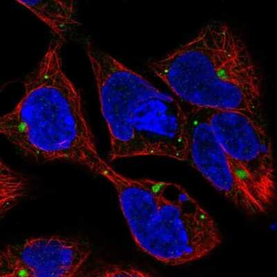 Immunocytochemistry/Immunofluorescence: MIS/AMH Antibody [NBP2-68847] - Staining of human cell line HEK 293 shows localization to aggresome & vesicles.