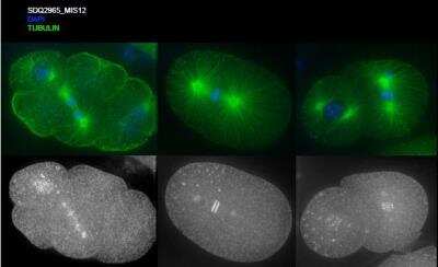 Immunocytochemistry/Immunofluorescence: MIS12 Antibody [41880002] - This image is specific to animal number SDQ2965 Methanol fixation; 1 hr