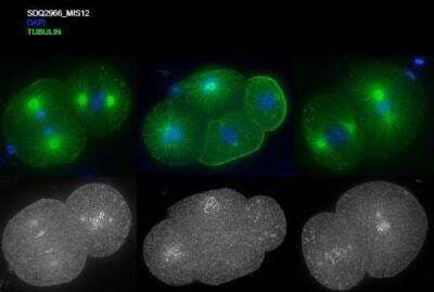 Immunocytochemistry/Immunofluorescence: MIS12 Antibody [41880002] - This image is specific to animal number SDQ2966 Methanol fixation; 1hr