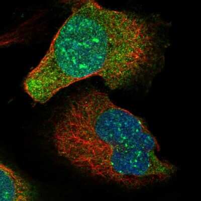 Immunocytochemistry/ Immunofluorescence MIS18A Antibody - BSA Free