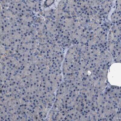 Immunohistochemistry-Paraffin MIS18A Antibody - BSA Free