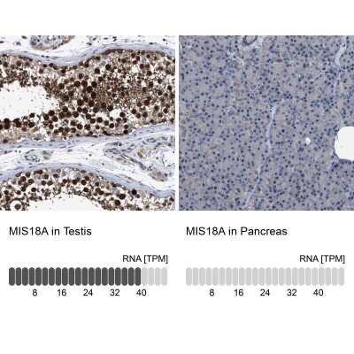 Immunohistochemistry-Paraffin MIS18A Antibody - BSA Free