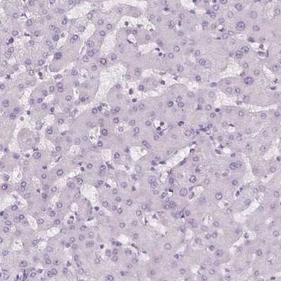 Immunohistochemistry-Paraffin: MISP1 Antibody [NBP2-14390] - Staining of human liver shows low expression as expected.