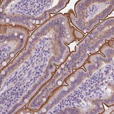 Immunohistochemistry-Paraffin: MISP1 Antibody [NBP2-14390] - Staining of human small intestine shows high expression.