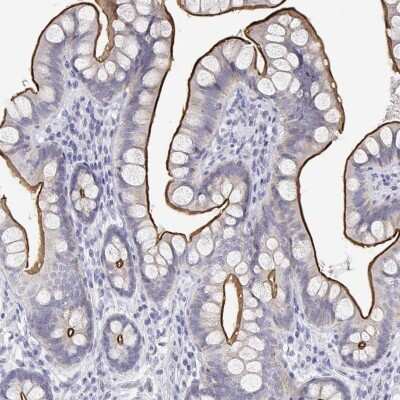 Immunohistochemistry-Paraffin: MISP1 Antibody [NBP2-38955] - Staining of human small intestine shows high expression.