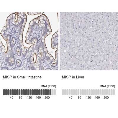 Immunohistochemistry-Paraffin MISP1 Antibody - BSA Free