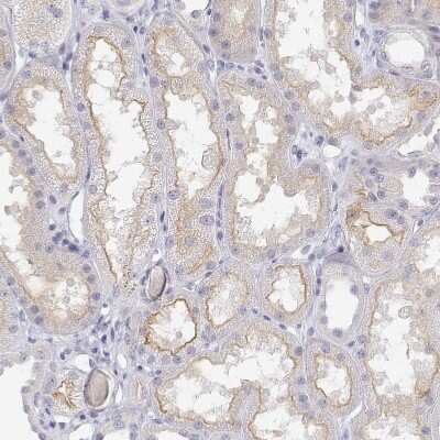Immunohistochemistry-Paraffin: MISP1 Antibody [NBP2-38955] - Staining of human kidney shows moderate positivity in luminal membrane in cells in tubules.