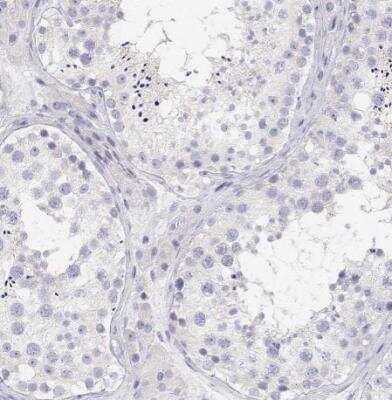 Immunohistochemistry-Paraffin: MISP1 Antibody [NBP2-38955] - Staining of human testis shows no positivity in cells in seminiferous ducts as expected.