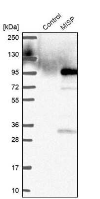 Western Blot: MISP1 Antibody [NBP2-38955] - Analysis in control (vector only transfected HEK293T lysate) and MISP over-expression lysate (Co-expressed with a C-terminal myc-DDK tag (3.1 kDa) in mammalian HEK293T cells).