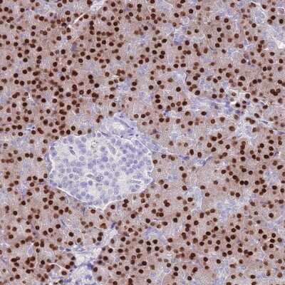 Immunohistochemistry-Paraffin: MIST1 Antibody [NBP2-30979] - Staining of human pancreas shows strong nuclear positivity in exocrine glandular cells.