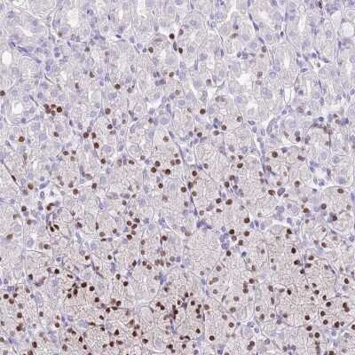 Immunohistochemistry-Paraffin: MIST1 Antibody [NBP2-30979] - Staining of human stomach shows moderate to strong nuclear positivity in a subset of glandular cells.