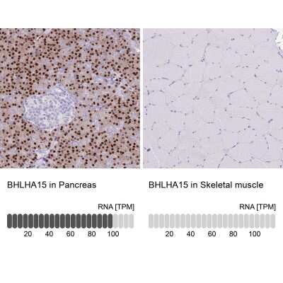 <b>Orthogonal Strategies Validation. </b>Immunohistochemistry-Paraffin: MIST1 Antibody [NBP2-30979] - Staining in human pancreas and skeletal muscle tissues . Corresponding BHLHA15 RNA-seq data are presented for the same tissues.