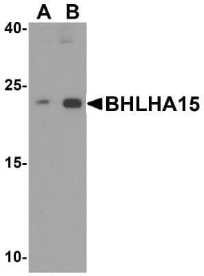 Western Blot: MIST1 Antibody [NBP2-82008] - Western blot analysis of MIST1 in 3T3 cell lysate with MIST1 antibody at (A) 1 and (B) 2 ug/mL.