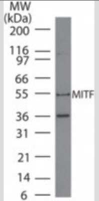 Western Blot: MITF Antibody (21D1418) - Azide Free [NBP2-33229] - Analysis of A375 lysate using MITF antibody at 4 ug/ml.