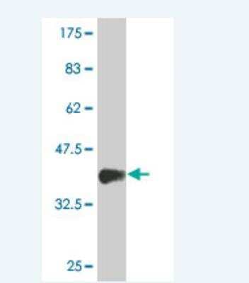 Western Blot: MIXL1 Antibody (4D11) [H00083881-M02] - Detection against Immunogen (36.74 KDa) .