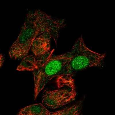 Immunocytochemistry/Immunofluorescence: MIXL1 Antibody [NBP2-55175] - Staining of human cell line Hep G2 shows localization to nucleus. Antibody staining is shown in green.