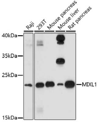 Western Blot: MIXL1 Antibody [NBP3-04159] - Analysis of extracts of various cell lines, using MIxL1 antibody at 1:1000 dilution. Secondary antibody: HRP Goat Anti-Rabbit IgG (H+L) at 1:10000 dilution. Lysates/proteins: 25ug per lane. Blocking buffer: 3% nonfat dry milk in TBST. Detection: ECL Basic