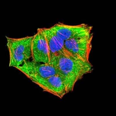 Immunofluorescence: MKK3/MEK3 Antibody (2E12D11) [NBP2-52508] - Analysis of Hela cells using MAP2K3 mouse mAb (green). Blue: DRAQ5 fluorescent DNA dye. Red: Actin filaments have been labeled with Alexa Fluor- 555 phalloidin.