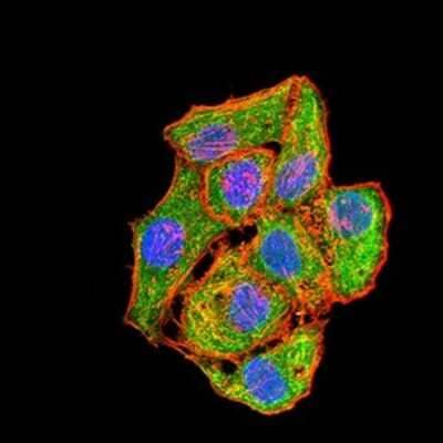 Immunofluorescence: MKK3/MEK3 Antibody (2E12D11) [NBP2-52508] - Analysis of HepG2 cells using MAP2K3 mouse mAb (green). Blue: DRAQ5 fluorescent DNA dye. Red: Actin filaments have been labeled with Alexa Fluor- 555 phalloidin.