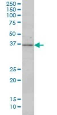Western Blot: MKK3/MEK3 Antibody (2F12) [H00005606-M01] - MAP2K3 monoclonal antibody (M01), clone 2F12 Analysis of MAP2K3 expression in Hela S3 NE.