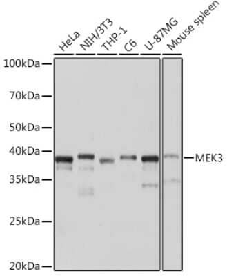 Western Blot: MKK3/MEK3 Antibody (8U2X3) [NBP3-16163] - Western blot analysis of extracts of various cell lines, using MKK3/MEK3 Rabbit mAb (NBP3-16163) at 1:1000 dilution. Secondary antibody: HRP Goat Anti-Rabbit IgG (H+L) at 1:10000 dilution. Lysates/proteins: 25ug per lane. Blocking buffer: 3% nonfat dry milk in TBST. Detection: ECL Basic Kit. Exposure time: 1s.