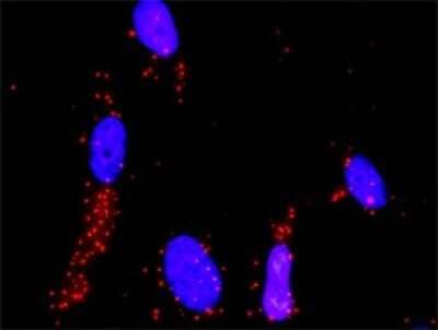 Proximity Ligation Assay: MKK3/MEK3 Antibody [H00005606-D01P] - Analysis of protein-protein interactions between MAP2K3 and MAP3K4. HeLa cells were stained with anti-MAP2K3 rabbit purified polyclonal 1:1200 and anti-MAP3K4 mouse monoclonal antibody 1:50. Each red dot represents the detection of protein-protein interaction complex, and nuclei were counterstained with DAPI (blue).