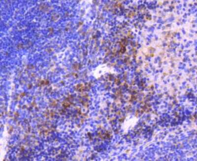 Immunohistochemistry-Paraffin: MKK3/MEK3 Antibody (SD20-93) [NBP2-67747] - Analysis of Hela cells with MEK3 antibody at 1/50 dilution (red) compared with an unlabelled control (cells without incubation with primary antibody; black). Alexa Fluor 488-conjugated goat anti rabbit IgG was used as the secondary antibody