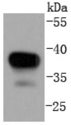Western Blot: MKK3/MEK3 Antibody (SD20-93) [NBP2-67747] - Analysis of MEK3 on Hela lysates using anti-MEK3 antibody at 1/1,000 dilution.