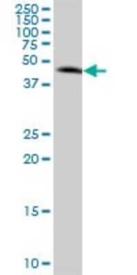 Western Blot: MKK3/MEK3 Antibody [H00005606-B01P] - Analysis of MAP2K3 expression in A-431.