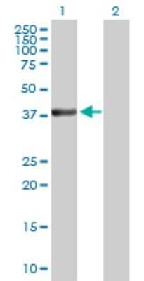 Western Blot: MKK3/MEK3 Antibody [H00005606-D01P] - Analysis of MAP2K3 expression in transfected 293T cell line by MAP2K3 polyclonal antibody.Lane 1: MAP2K3 transfected lysate(39.30 KDa).Lane 2: Non-transfected lysate.