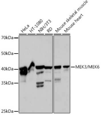 Western Blot: MKK3/MKK6 Antibody (8R1J5) [NBP3-15946] - Western blot analysis of extracts of various cell lines, using MKK3/MKK6 Rabbit mAb (NBP3-15946) at 1:1000 dilution. Secondary antibody: HRP Goat Anti-Rabbit IgG (H+L) at 1:10000 dilution. Lysates/proteins: 25ug per lane. Blocking buffer: 3% nonfat dry milk in TBST. Detection: ECL Basic Kit. Exposure time: 10s.