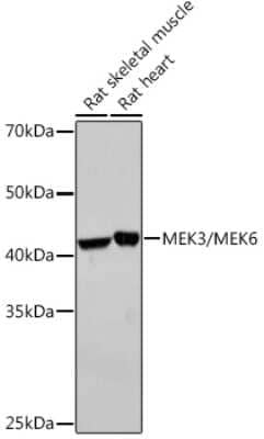 Western Blot: MKK3/MKK6 Antibody (8R1J5) [NBP3-15946] - Western blot analysis of extracts of various cell lines, using MKK3/MKK6 Rabbit mAb (NBP3-15946) at 1:1000 dilution. Secondary antibody: HRP Goat Anti-Rabbit IgG (H+L) at 1:10000 dilution. Lysates/proteins: 25ug per lane. Blocking buffer: 3% nonfat dry milk in TBST. Detection: ECL Basic Kit. Exposure time: 30s.