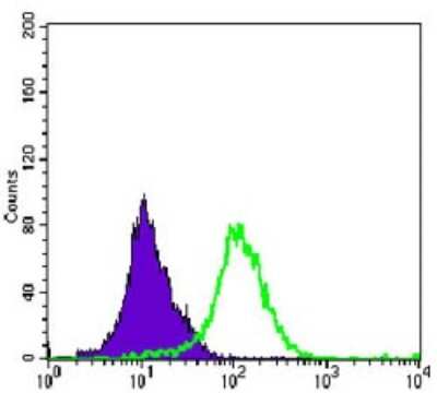 Flow Cytometry: MKK4/MEK4 Antibody (5H4) [NBP2-37275] - Flow cytometric analysis of K562 cells using MAP2K4 mouse mAb (green) and negative control (purple).