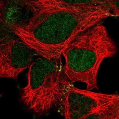 Immunocytochemistry/Immunofluorescence: MKK4/MEK4 Antibody [NBP2-57194] - Staining of human cell line HEK 293 shows localization to nucleoplasm & cell junctions. Antibody staining is shown in green.