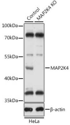 <b>Genetic Strategies Validation. </b>Knockout Validated: MKK4/MEK4 Antibody [NBP3-03652] - Analysis of extracts from normal (control) and MAP2K4 knockout (KO) HeLa cells, using MKK4/MEK4 antibody at 1:1000 dilution. Secondary antibody: HRP Goat Anti-Rabbit IgG (H+L) at 1:10000 dilution. Lysates/proteins: 25ug per lane. Blocking buffer: 3% nonfat dry milk in TBST.