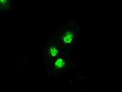 Flow Cytometry MKK4/MEK4 Antibody (OTI8A8) - Azide and BSA Free