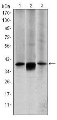 Western Blot: MKK6/MEK6 Antibody (3H12B9) [NBP2-37637] - Western blot analysis using MAP2K6 mouse mAb against HepG2 (1), MCF-7 (2) and NIH/3T3 (3) cell lysate.