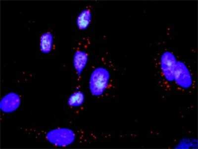 Proximity Ligation Assay: MKK6/MEK6 Antibody [H00005608-D01P] - Analysis of protein-protein interactions between MAP2K6 and GADD45A. HeLa cells were stained with anti-MAP2K6 rabbit purified polyclonal 1:1200 and anti-GADD45A mouse monoclonal antibody 1:50. Each red dot represents the detection of protein-protein interaction complex, and nuclei were counterstained with DAPI (blue).